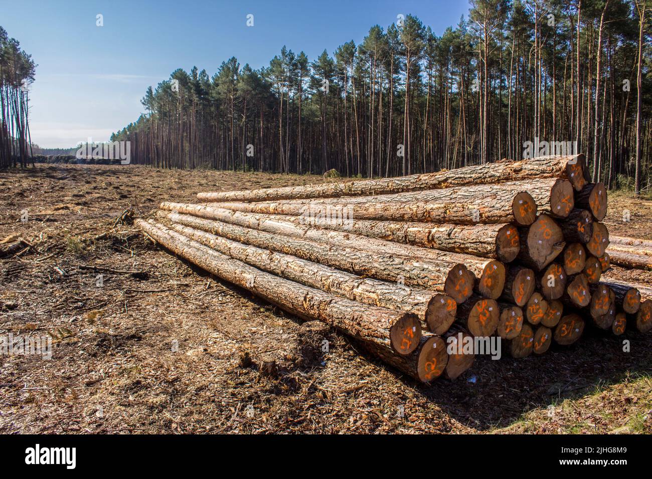 Pile de grumes de pin longues à défricher. Site sur l'industrie du bois , bûcheron , abattage , écologie , forêt , arbre . Banque D'Images