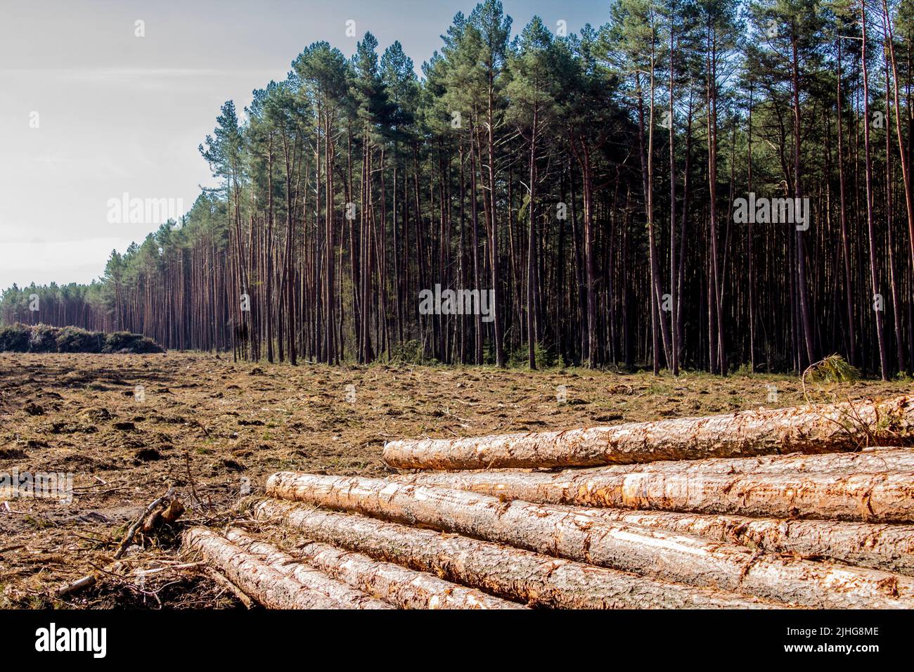 Une pile de longues billes de pin sur un défrichement avec la toile de fond d'une forêt. Site sur l'industrie du bois , bûcheron , abattage , écologie , forêt , Banque D'Images