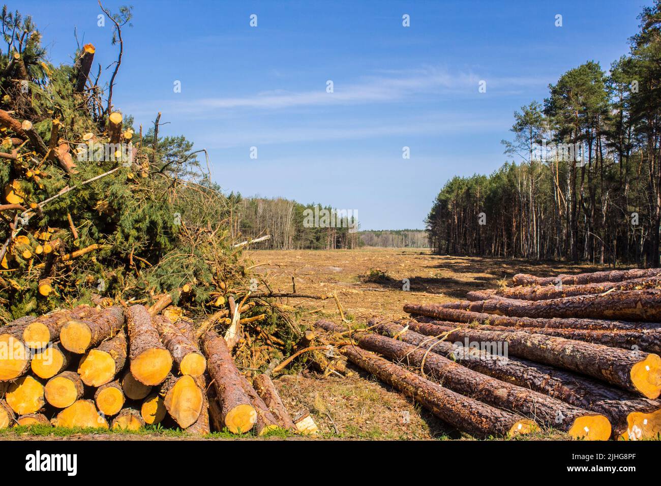 Tas de billes de pin et de branches dans un défrichement sur le fond de la forêt et du ciel. Site sur l'industrie du bois , bûcheron , abattage Banque D'Images