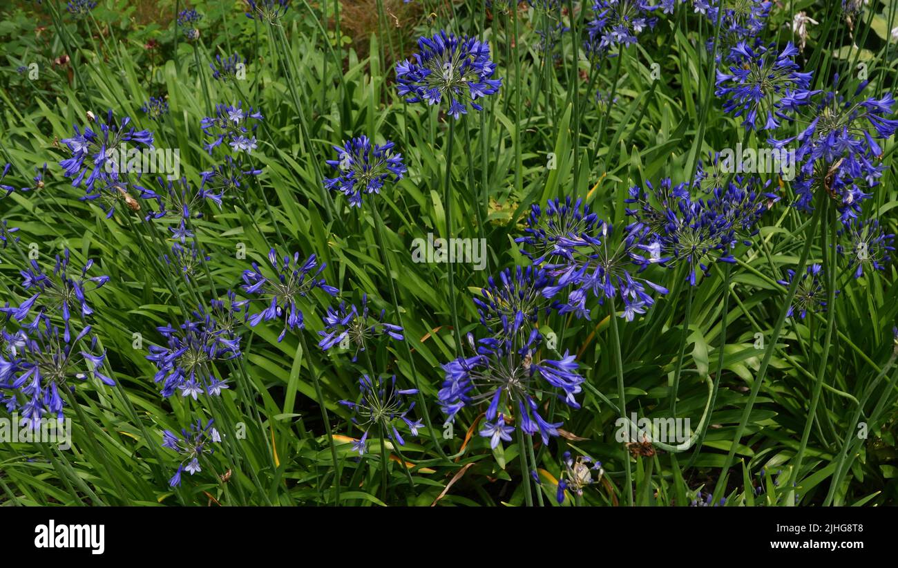 Arrière-plan plein cadre d'agapanthus bleu vif et de fleurs de feuillage Banque D'Images