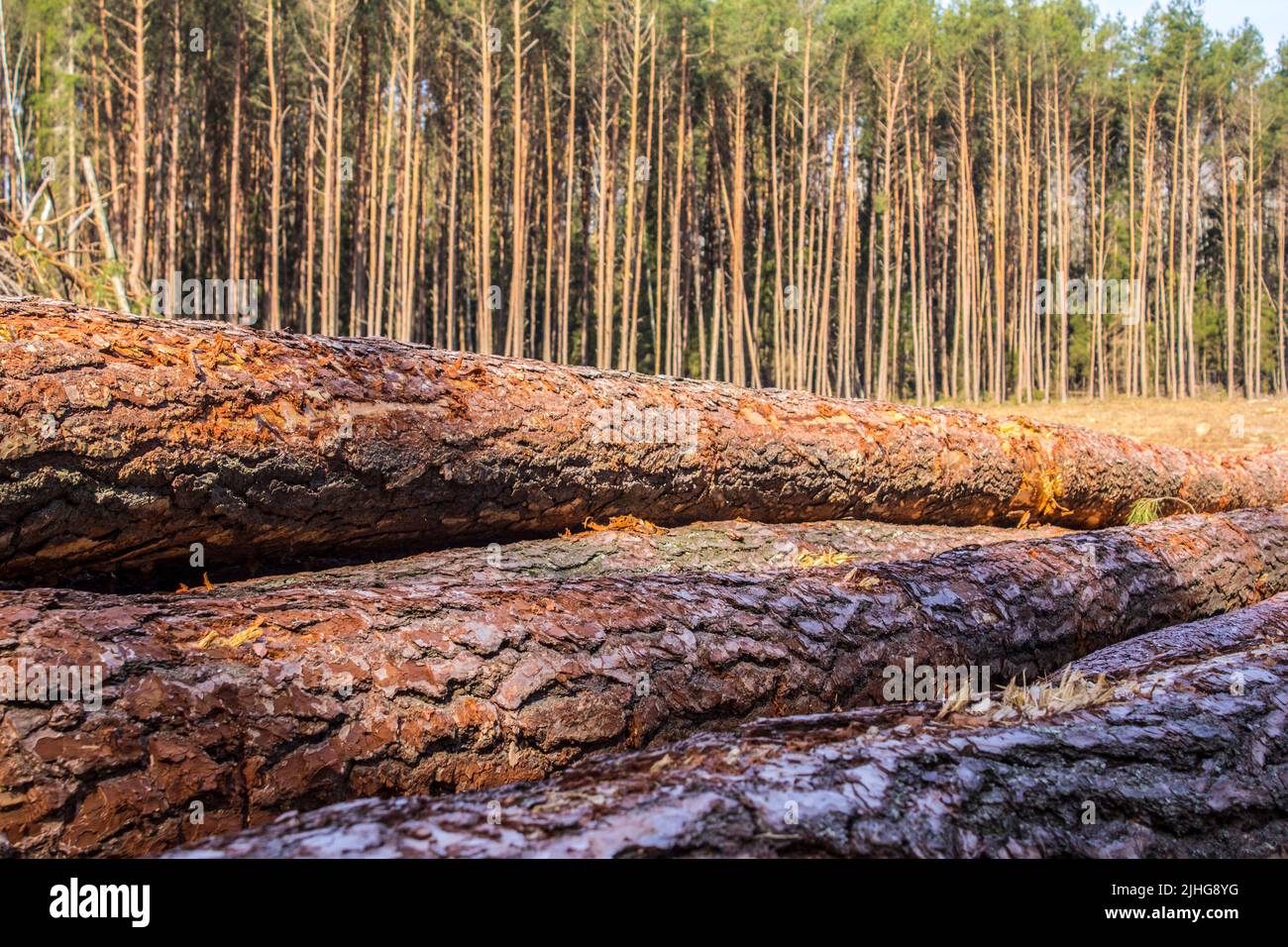 Plusieurs logs dans un effacement sur l'arrière-plan de la forêt . Gros plan. Site sur l'industrie du bois , bûcheron , abattage , écologie , forêt Banque D'Images