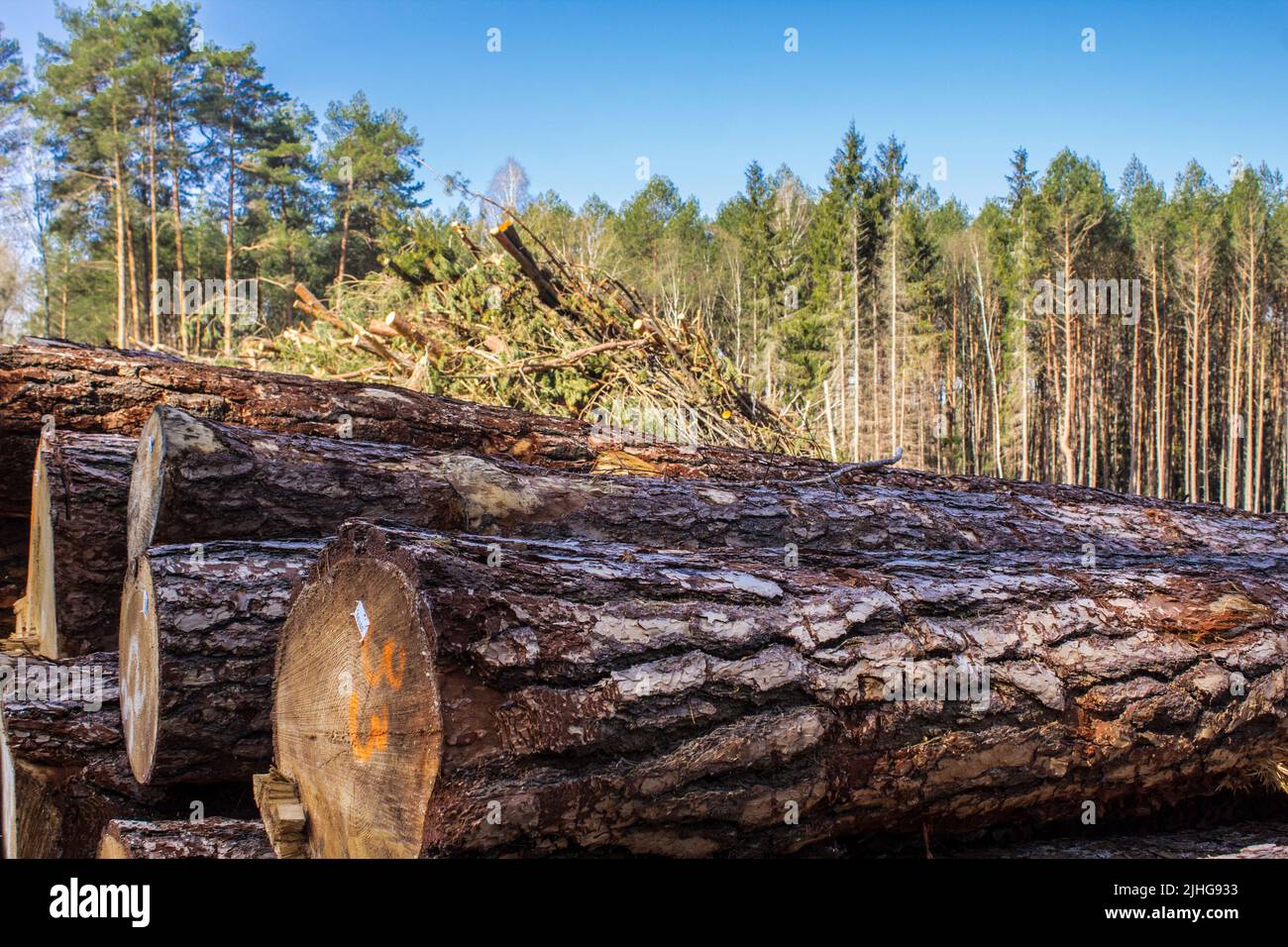 Plusieurs extrémités de grumes de pin dans un défrichement contre le fond de la forêt et du ciel. Site sur l'industrie du bois , bûcheron , abattage , éco Banque D'Images