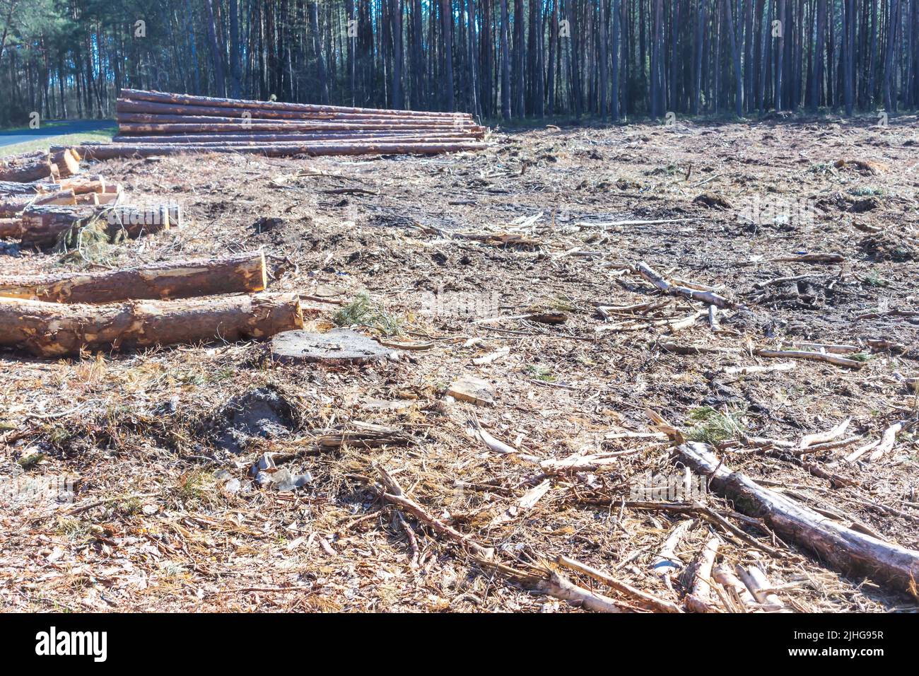 Restes d'arbres dans le dégagement. Site sur l'industrie du bois , bûcheron , abattage , écologie , forêt , arbre . Banque D'Images