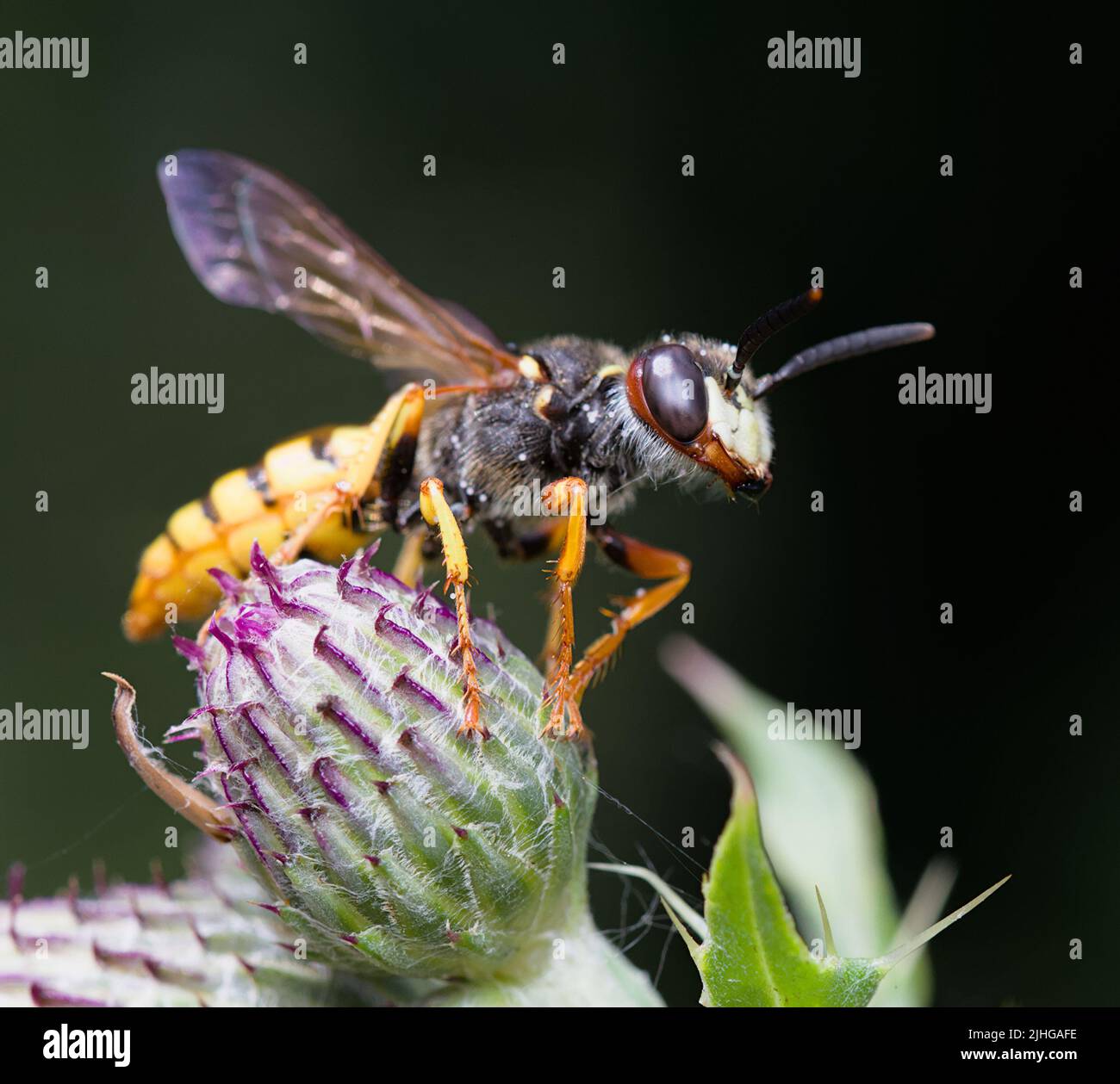 Bee Wolf, Philanthus triangulum, décollage de Marsh Thistle, Carduus crispus, New Forest UK Banque D'Images