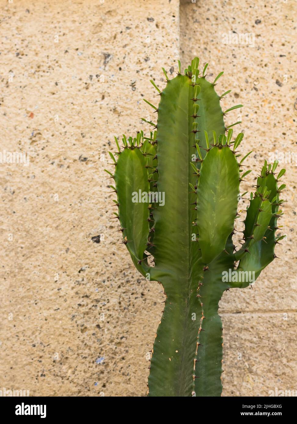 Vue rapprochée d'un cactus appelé Cereus Jamacaru avec un fond en pierre. Banque D'Images