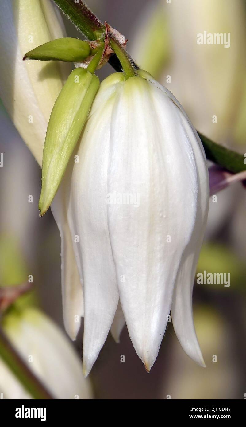 Le yucca filamentata est une plante vivace, monoïque, presque sans tige, à base ligneuse, une espèce du genre Yucca de la famille des Asparagus. Banque D'Images