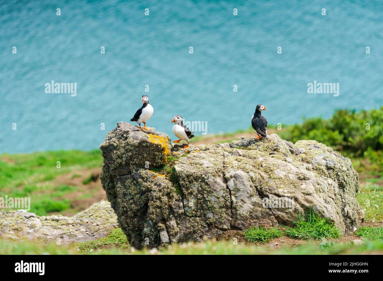 Puffins de l'Atlantique (Fratercula arctica) sur l'île de Skomer, au pays de Galles Banque D'Images