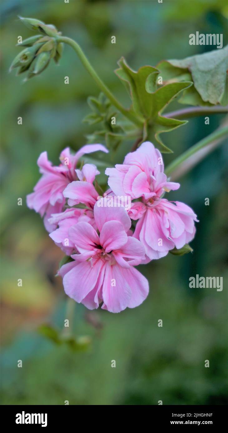 Gros plan de belles fleurs de couleur rose de Pelargonium peltatum également connu sous le nom d'Ivyleaf, Peltated, Hanging géranium. Installation de literie. Banque D'Images