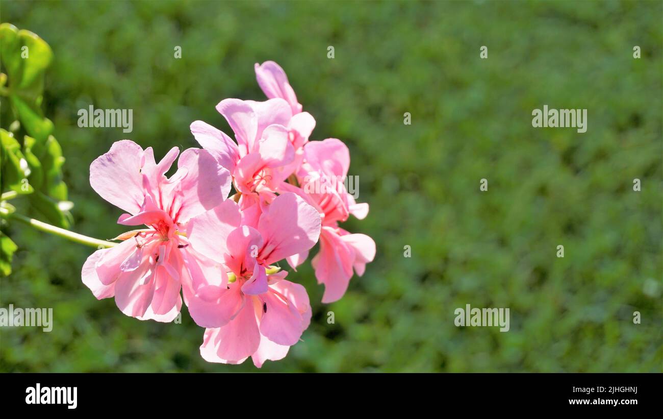 Gros plan de belles fleurs de couleur rose de Pelargonium peltatum également connu sous le nom d'Ivyleaf, Peltated, Hanging géranium. Installation de literie. Banque D'Images