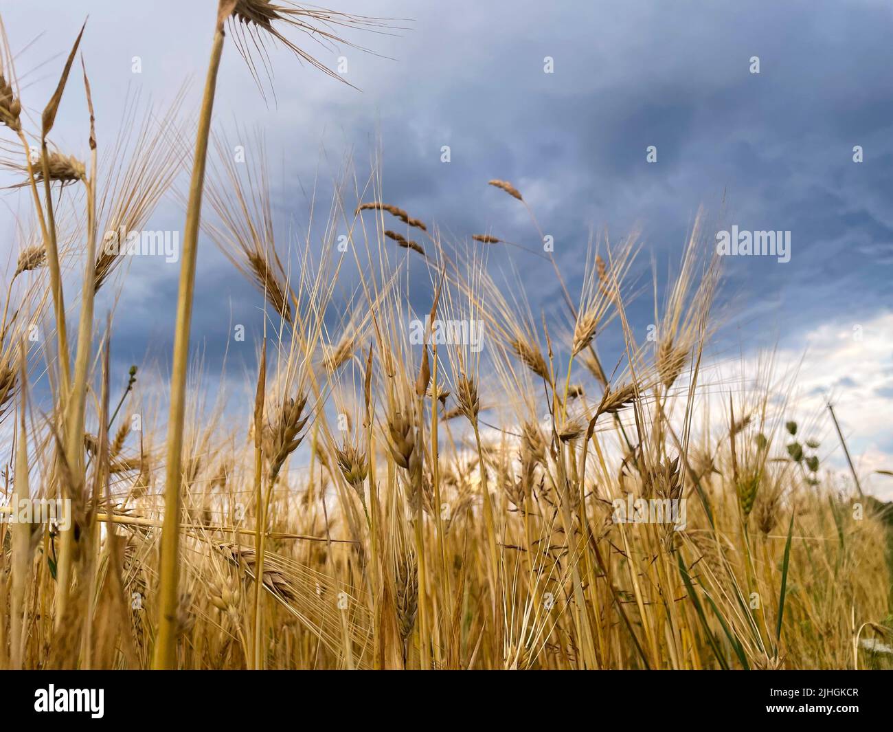 Champ de blé doré et journée ensoleillée Banque D'Images