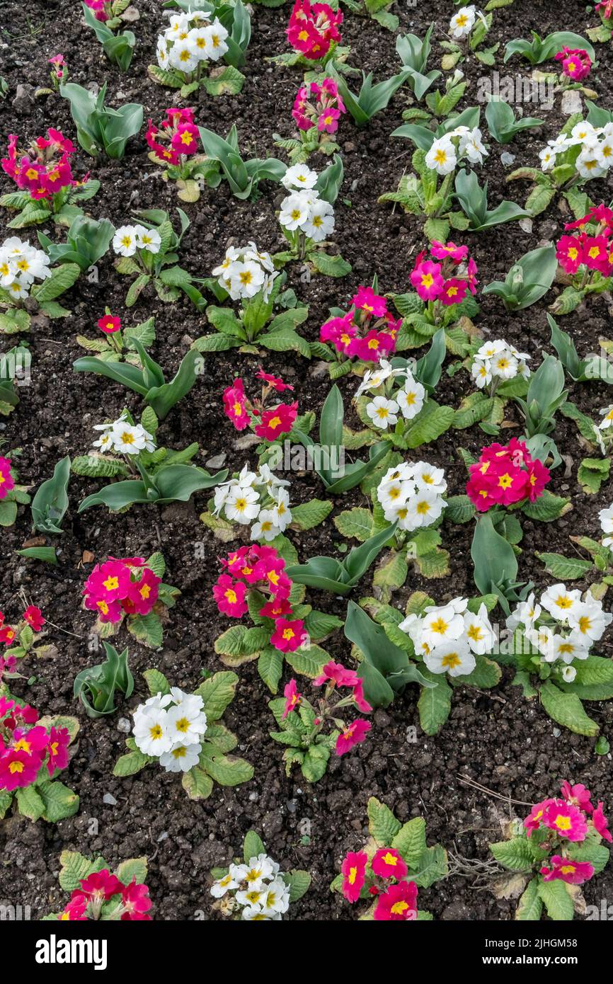Un lit de fleurs planté de Primules mixtes. Banque D'Images