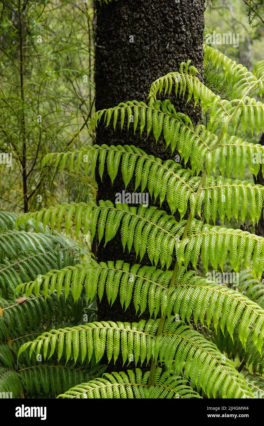 Poupe et tronc d'arbre de Nouvelle-Zélande dans une forêt pluviale tempérée Banque D'Images