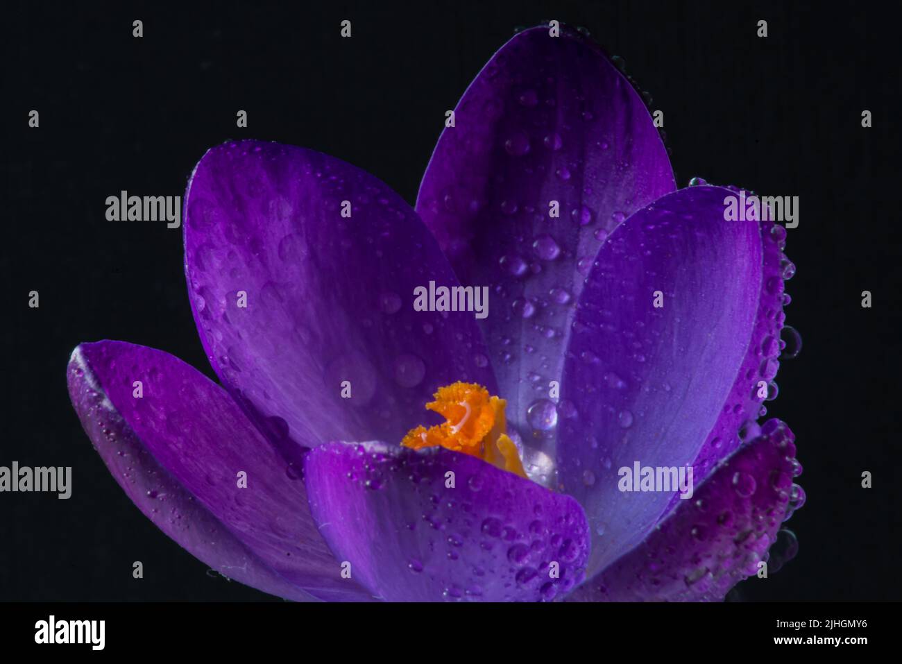 Gros plan du crocus pourpre (crocus vernus) avec des gouttelettes d'eau Banque D'Images