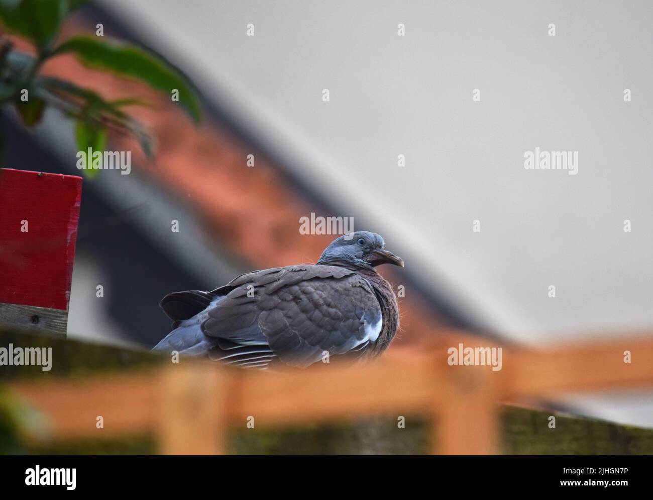 pigeon en bois juvénile, angleterre Banque D'Images