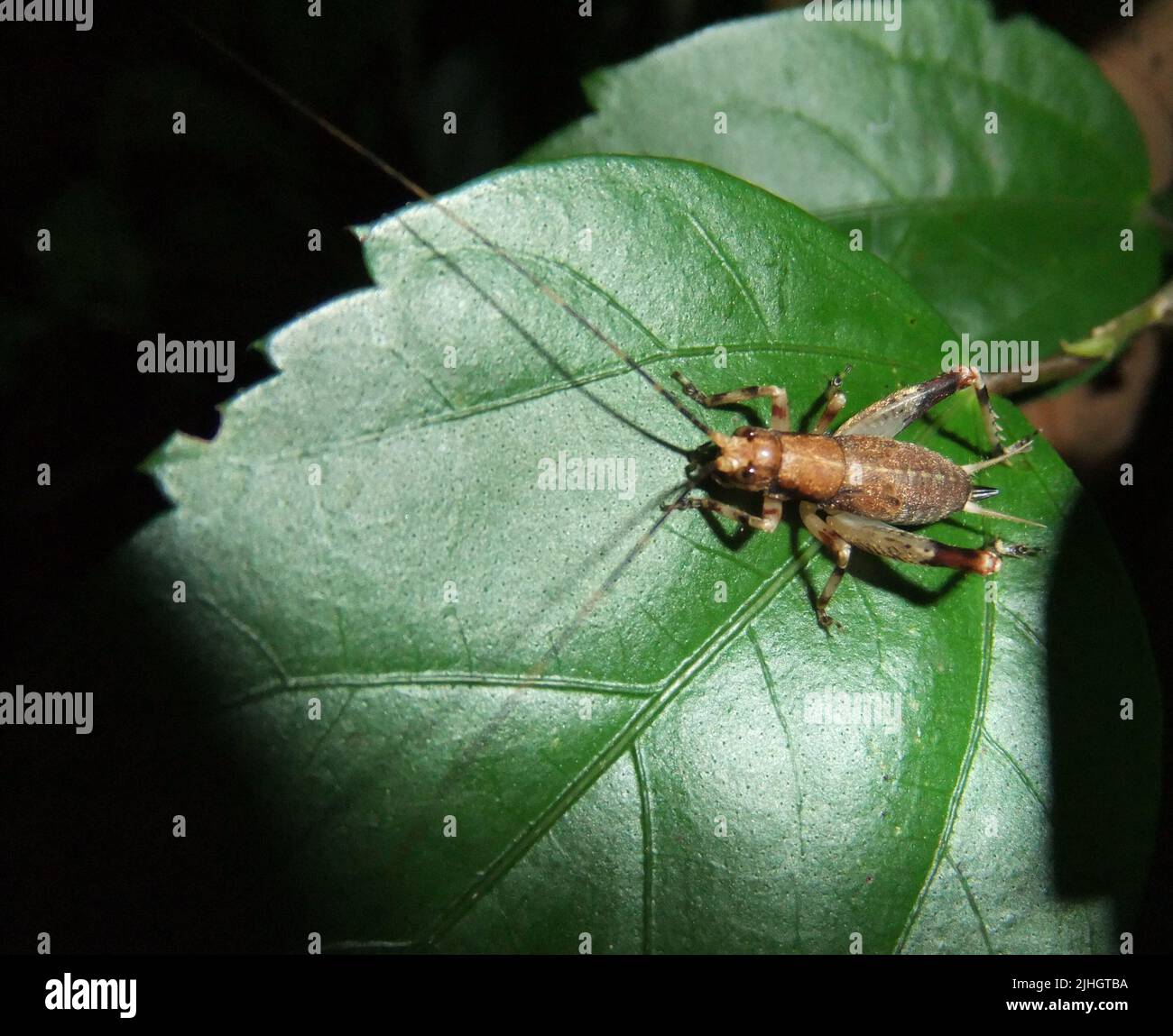 Cricket isolé sur une feuille verte naturelle avec un fond noir Banque D'Images