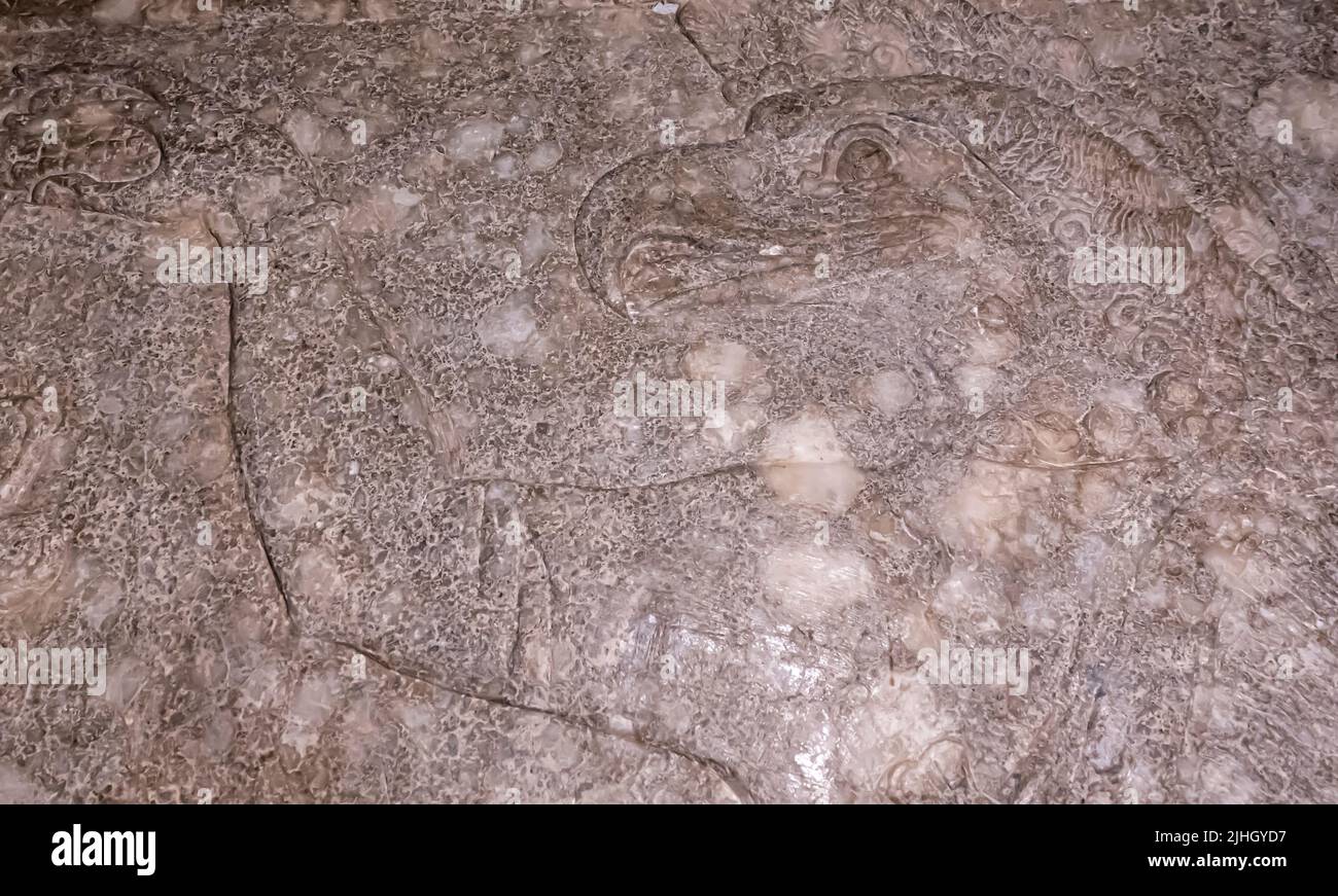 Déité à tête d'oiseau par l'arbre sacré - relief du palais d'Ashurnasirpal II à Kalhu, (Nimrud) - Alabaster - IX siècle Musée de l'Hermitage de la Colombie-Britannique Banque D'Images