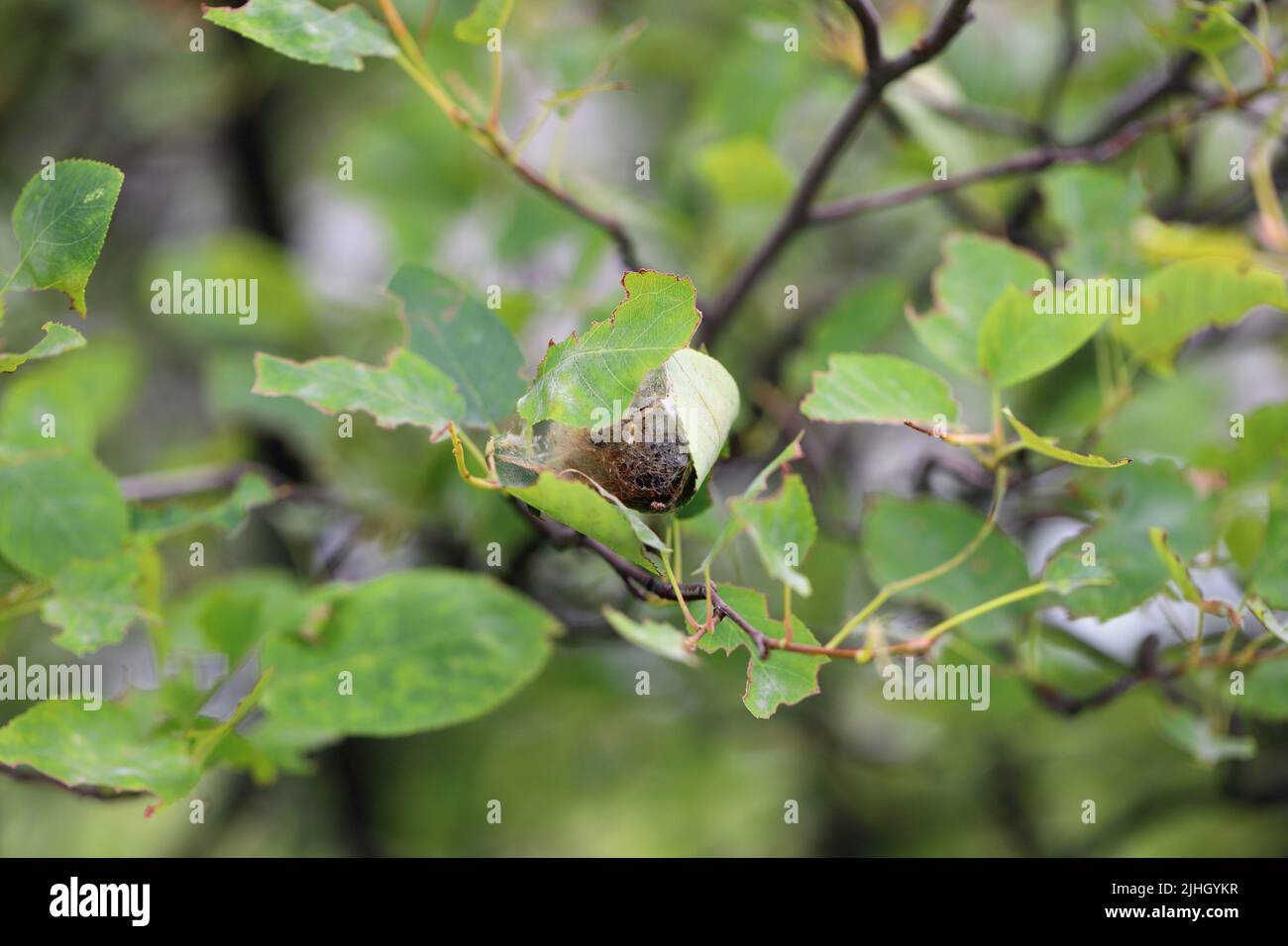 Site de transformation de la chenille de la Moth brun de queue (Euproctis chrysorrhoea) en pupa et la pupa en une teigne dans les feuilles. Banque D'Images