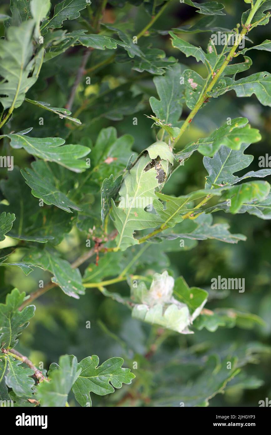 Site de transformation de la chenille de la Moth brun de queue (Euproctis chrysorrhoea) en pupa et la pupa en une teigne dans les feuilles. Banque D'Images
