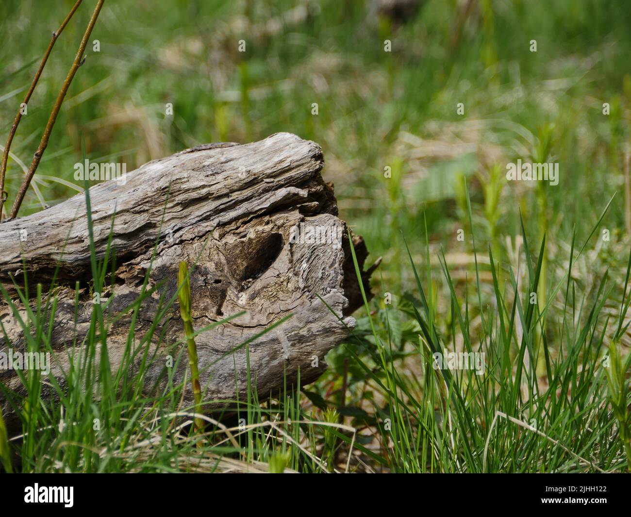une souche sèche en herbe verte fraîche ressemble à la tête d'un reptile ou d'un monstre, abstraction Banque D'Images