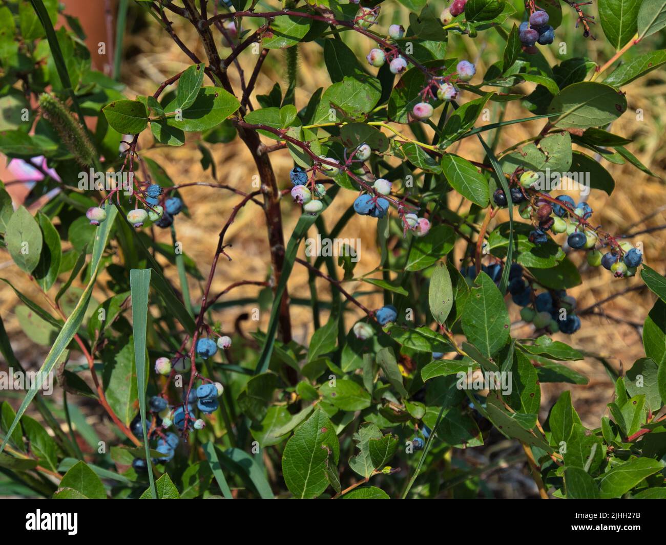 Brousse de myrtille fraîche et biologique à Edgerton, Kansas Banque D'Images