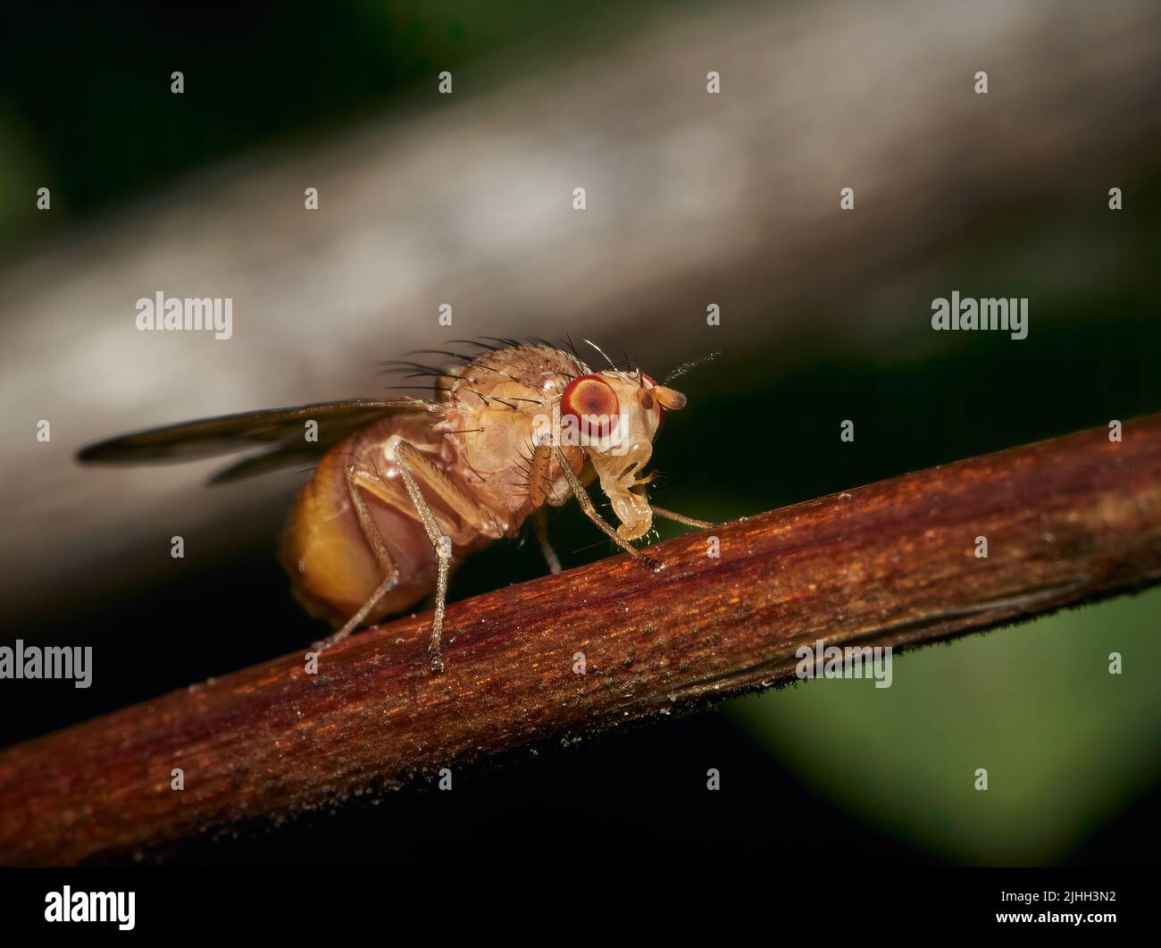 Les fruits mâles Drosophila melanogaster volent sur une branche Banque D'Images