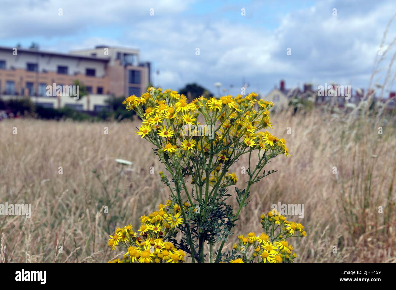 Ragwort dans la prairie de la réserve naturelle des zones humides de la baie de Cardiff. Baie de Cardiff. Été 2022. Juillet. Jacobaea vulgaris, syn. Senecio jacobaea. Banque D'Images