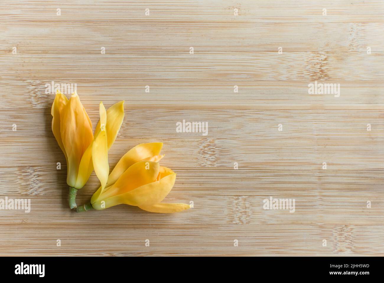 Deux fleurs en bois de couleur jaune sur fond de bois. Ces fleurs sont appelées Michelia champaca aussi connu sous le nom de sonchampaca qui sont très odorants Banque D'Images