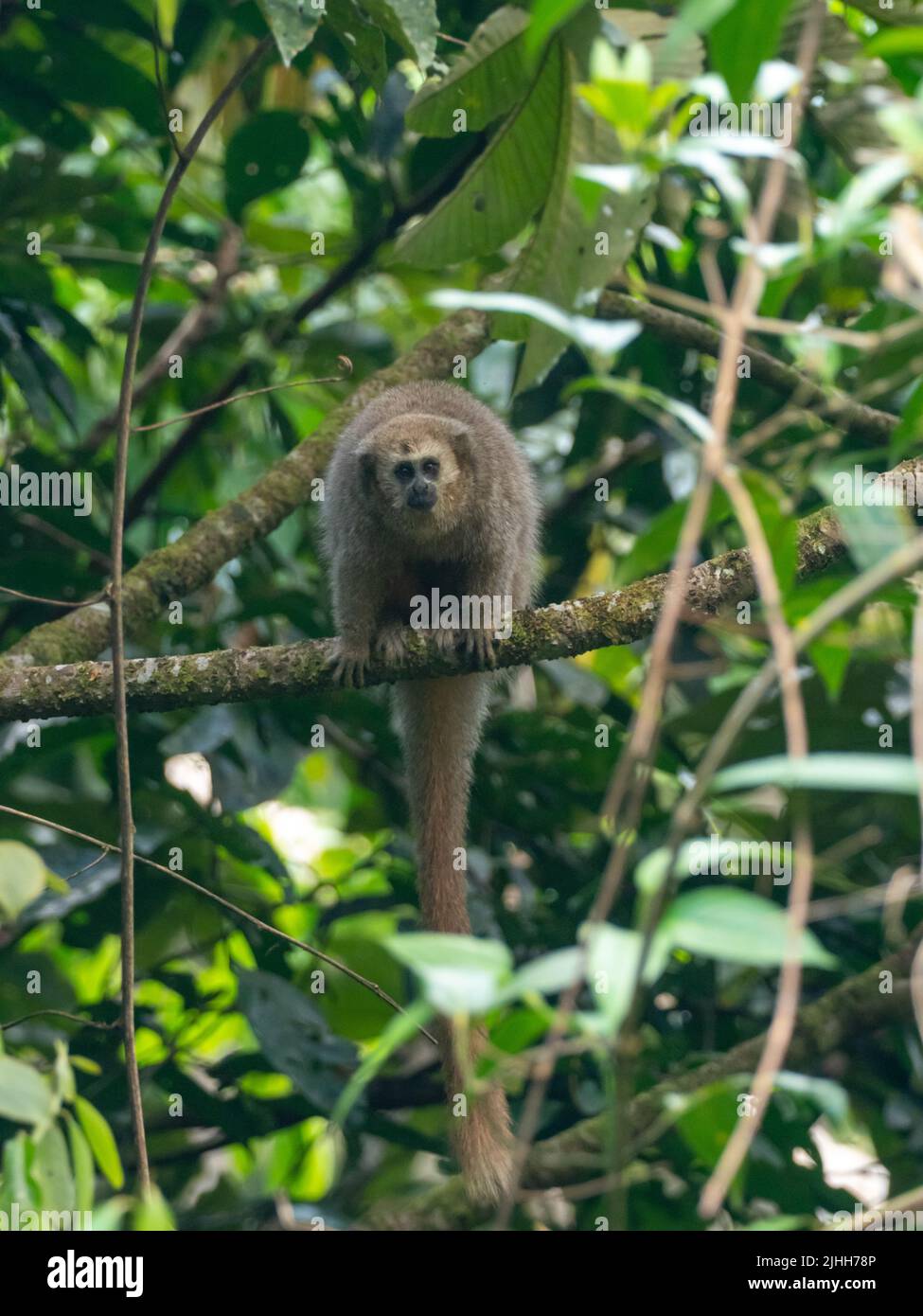 Rio Mayo Monkey Titi, Plucirocebus oenanthe, primate en danger critique