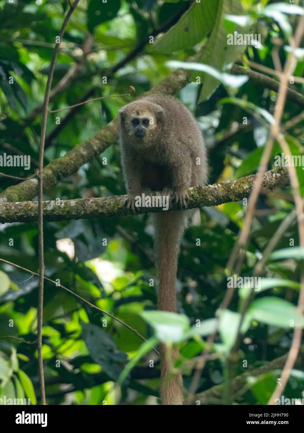 Rio Mayo Monkey Titi, Plucirocebus oenanthe, primate en danger critique endémique à la haute rivière mayonnaise du nord-est du Pérou Banque D'Images
