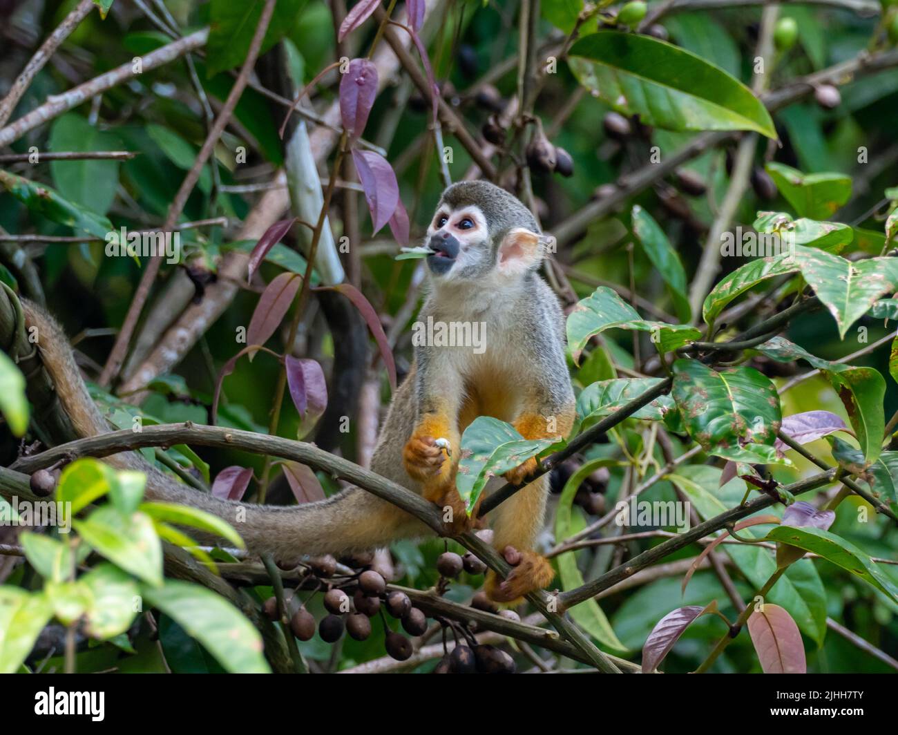 Le singe écureuil de Humboldt, Saimiri cassiquiarensis, dans l'Amazone du Pérou Banque D'Images
