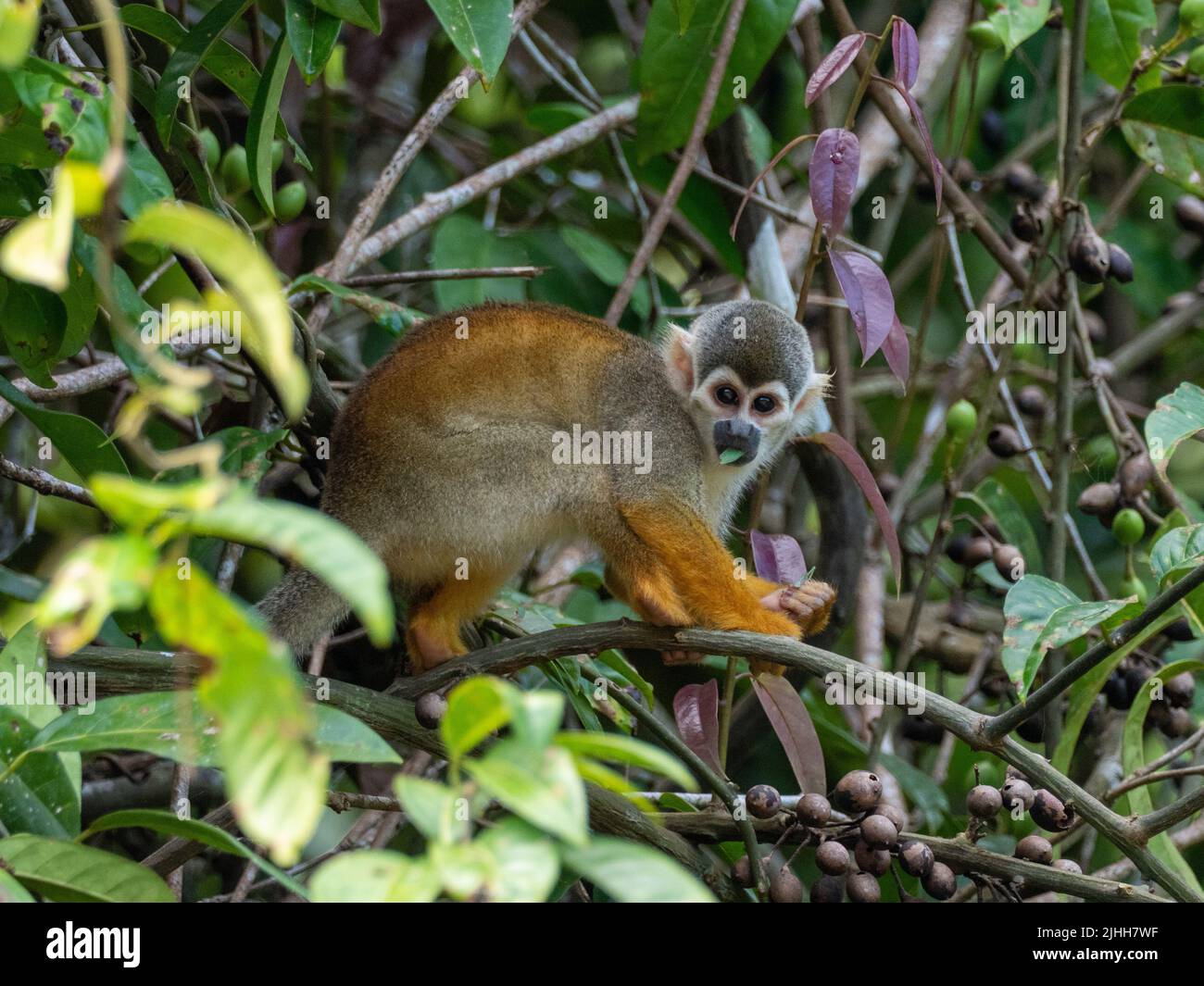 Le singe écureuil de Humboldt, Saimiri cassiquiarensis, dans l'Amazone du Pérou Banque D'Images
