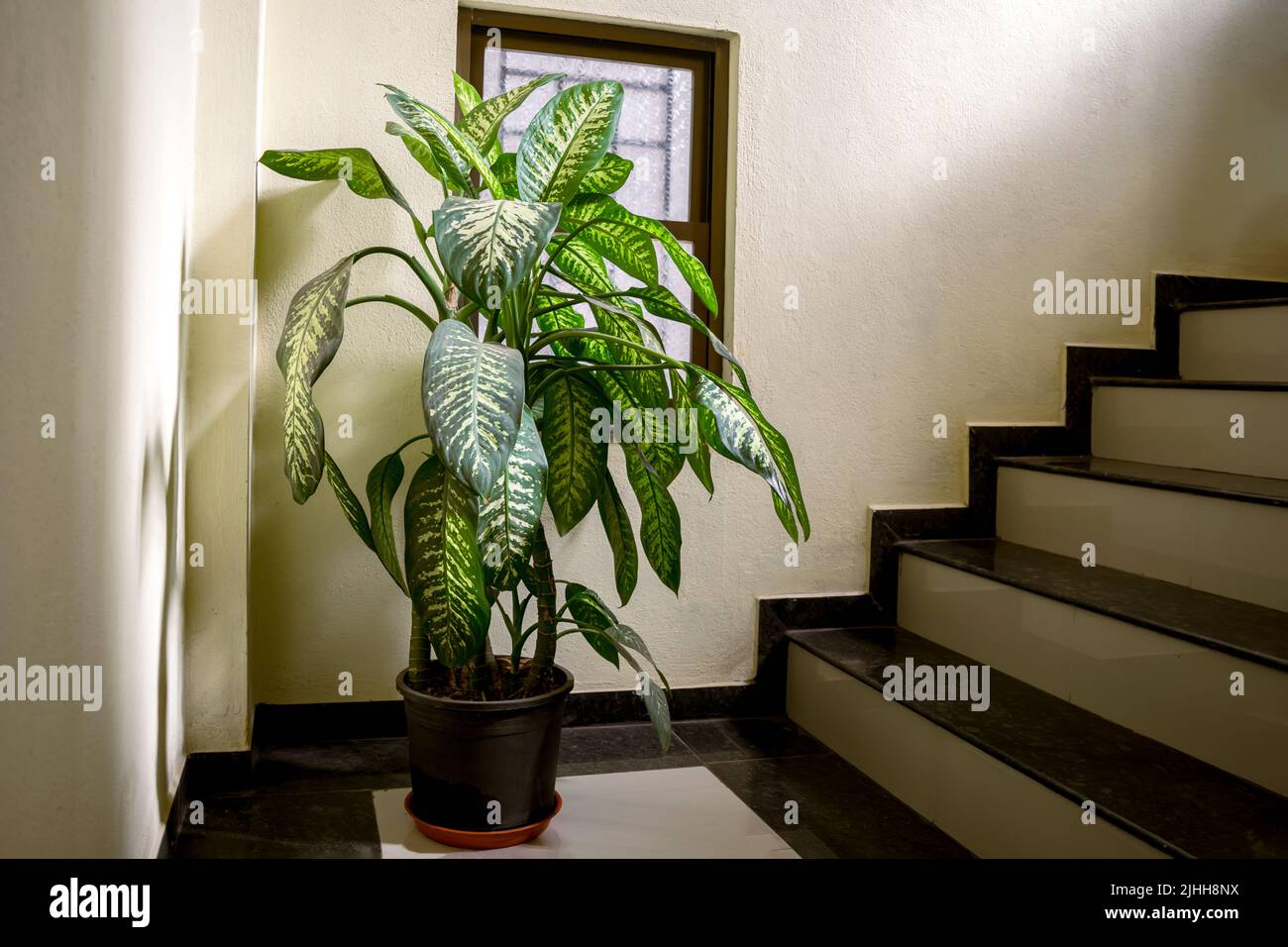 Plante de Dieffenbachia en pot avec des patchs verts et blancs sur les feuilles placées à l'escalier. Dieffenbachia, communément connu sous le nom de canne muette ou lys léopards. Banque D'Images