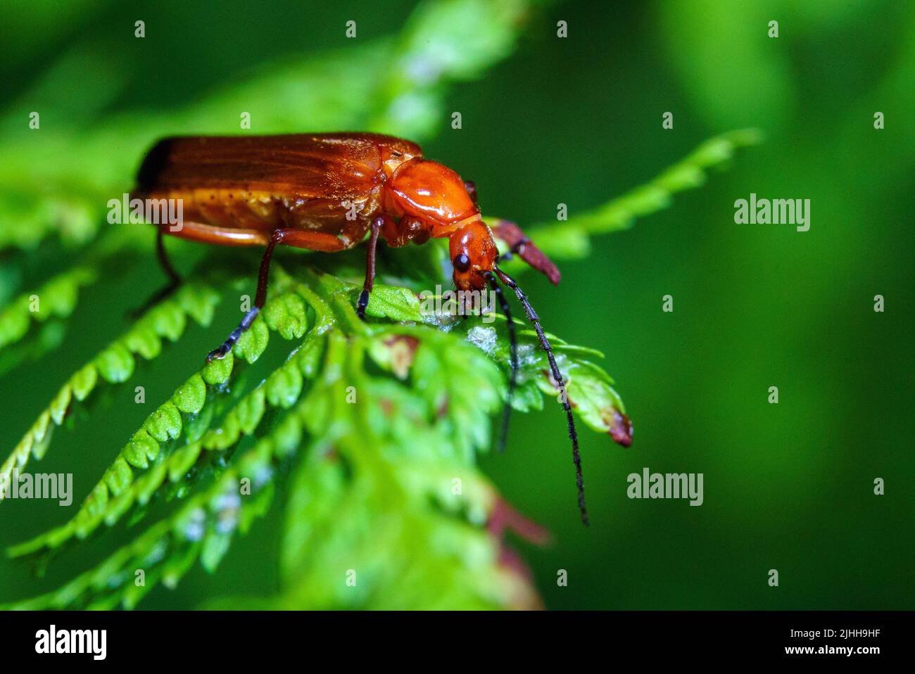 Bloodsucker Beetles Adventure on Fern in Somerset 1-5 Banque D'Images