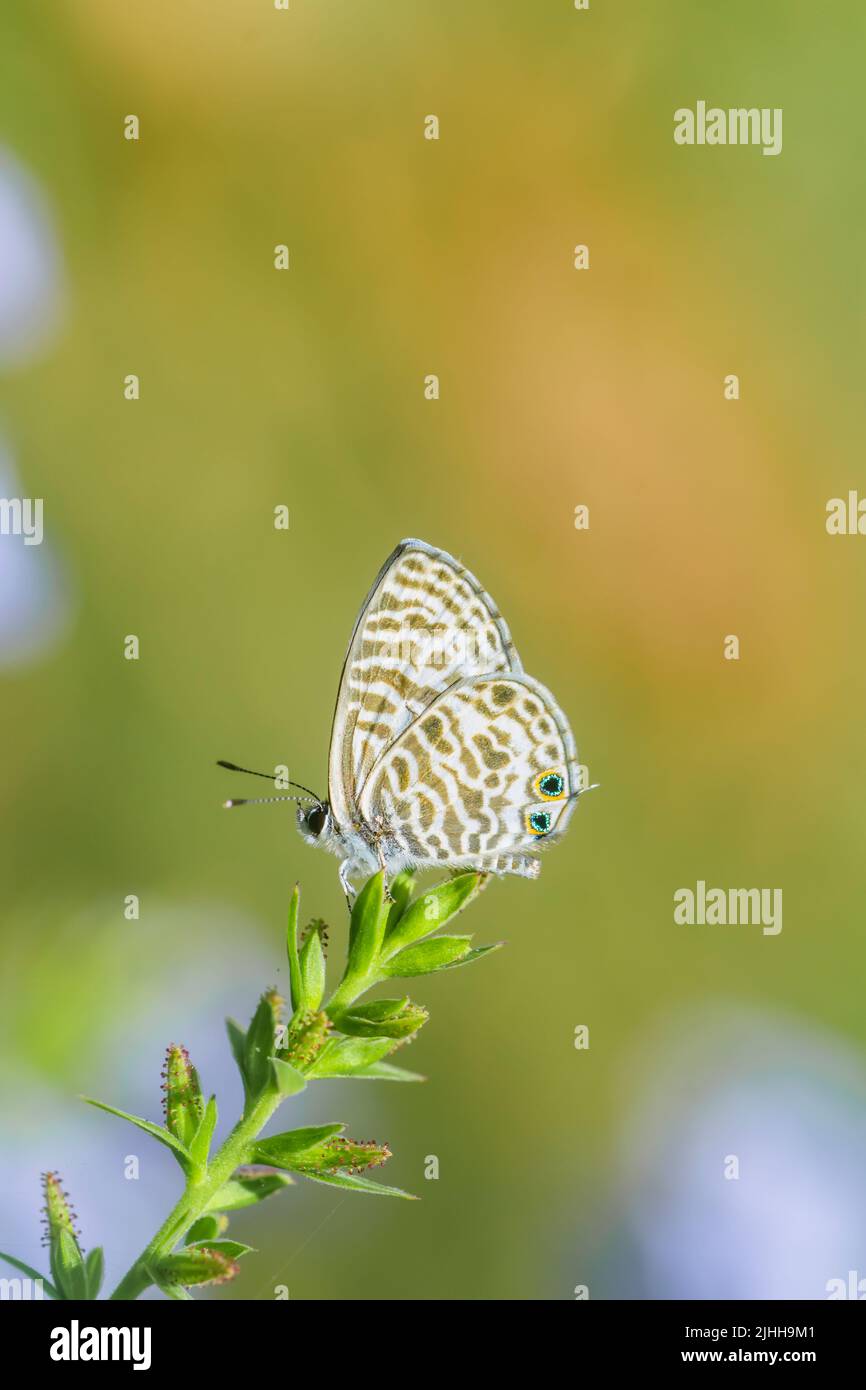Papillon bleu à queue courte sur la plante. Mise au point sélective utilisée. Banque D'Images