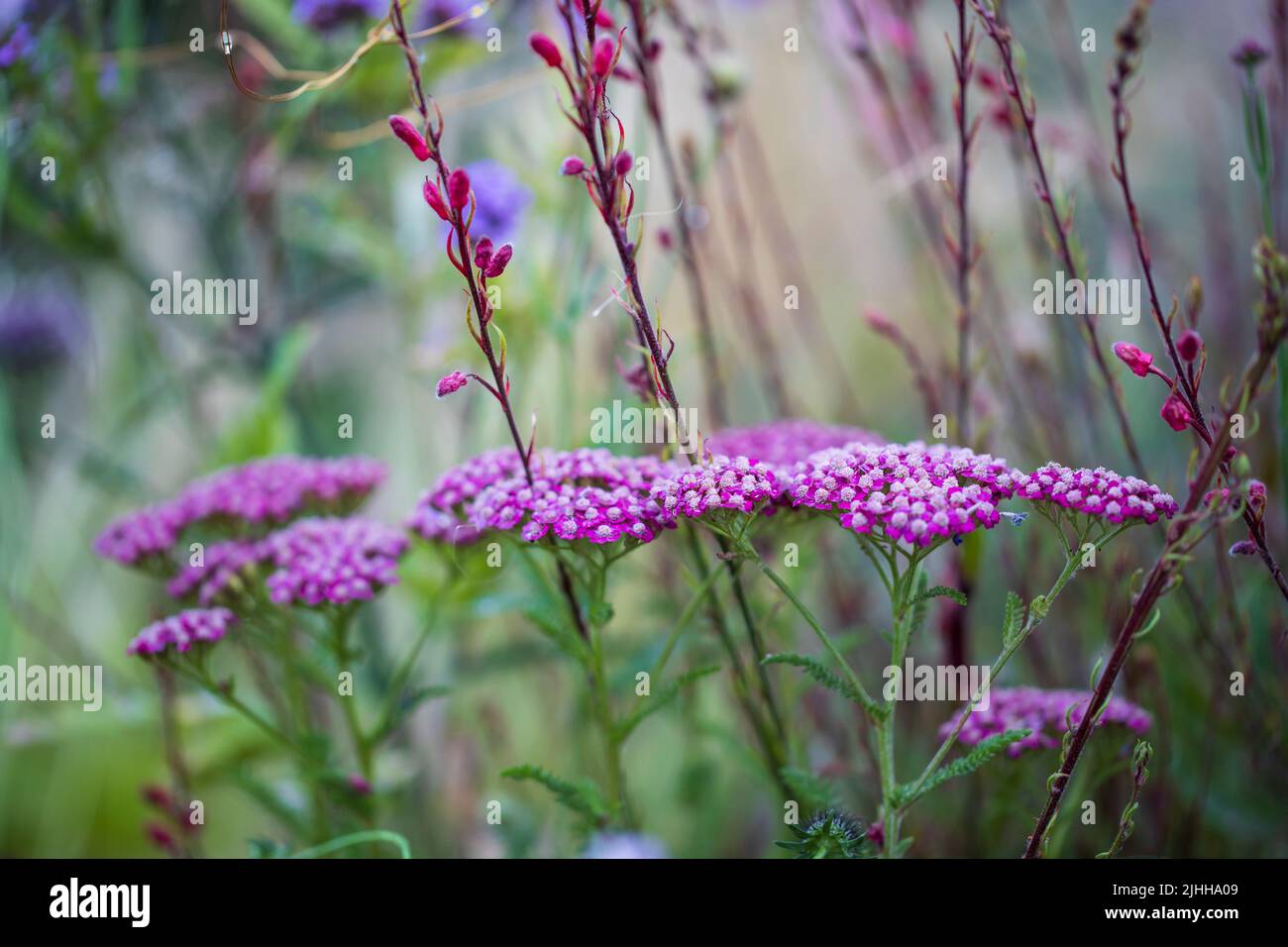 Achillea millefolium dans le jardin, faible profondeur de champ Banque D'Images