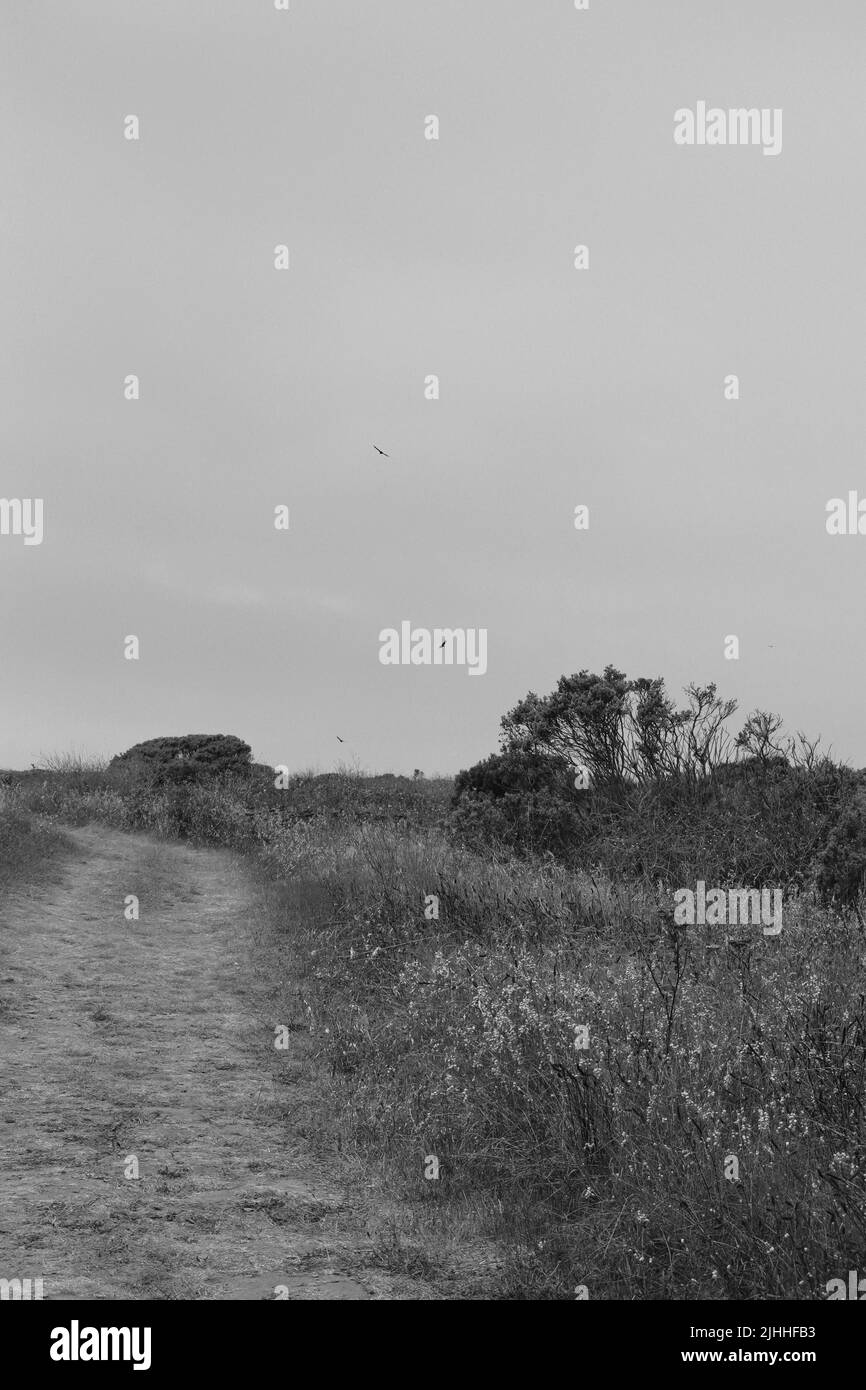 Pris sur le Boucher Trail situé au nord de San Simeon, CA, un matin brumeux en juillet. Banque D'Images