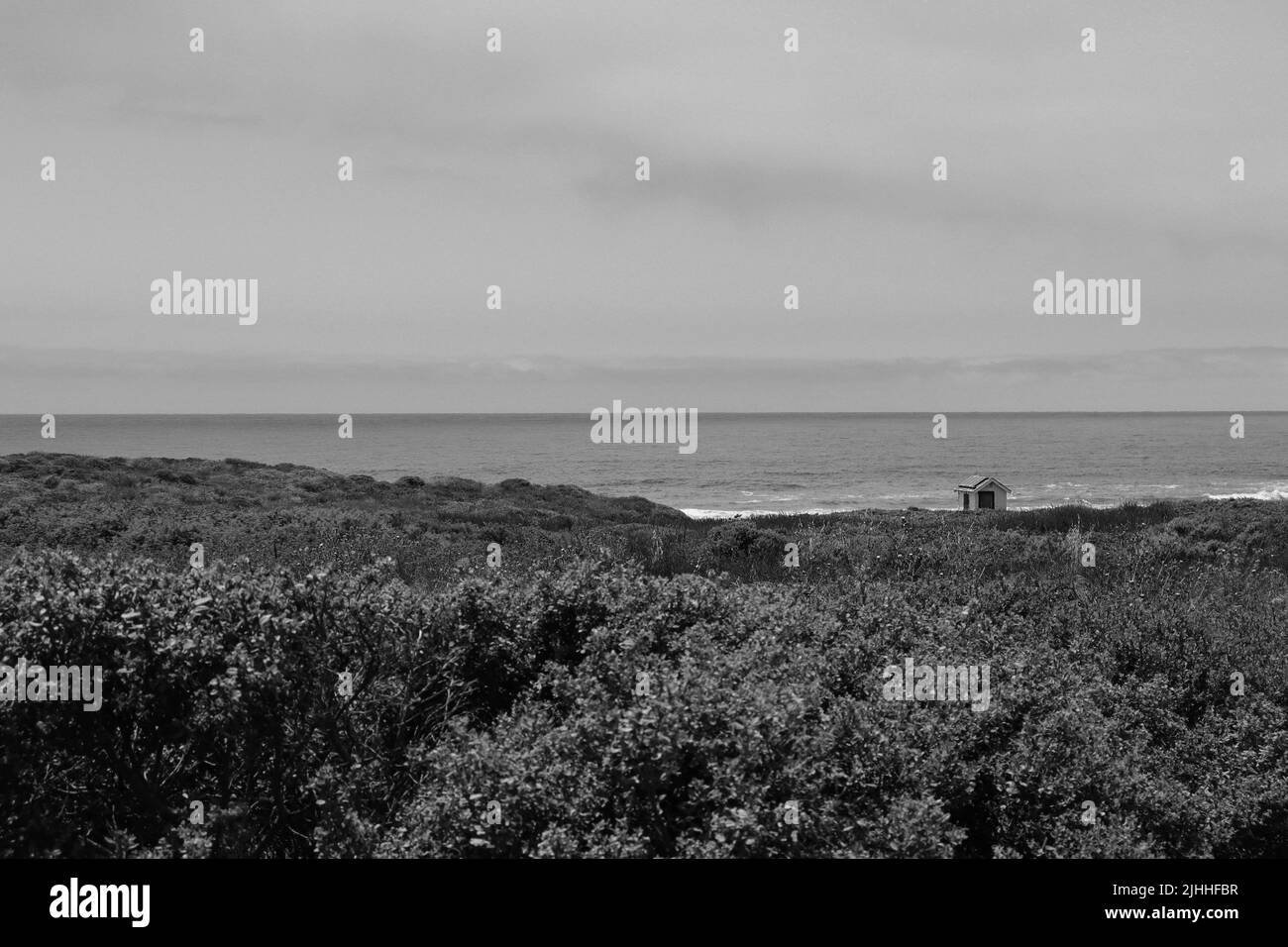 Pris sur le Boucher Trail situé au nord de San Simeon, CA, un matin brumeux en juillet. Banque D'Images