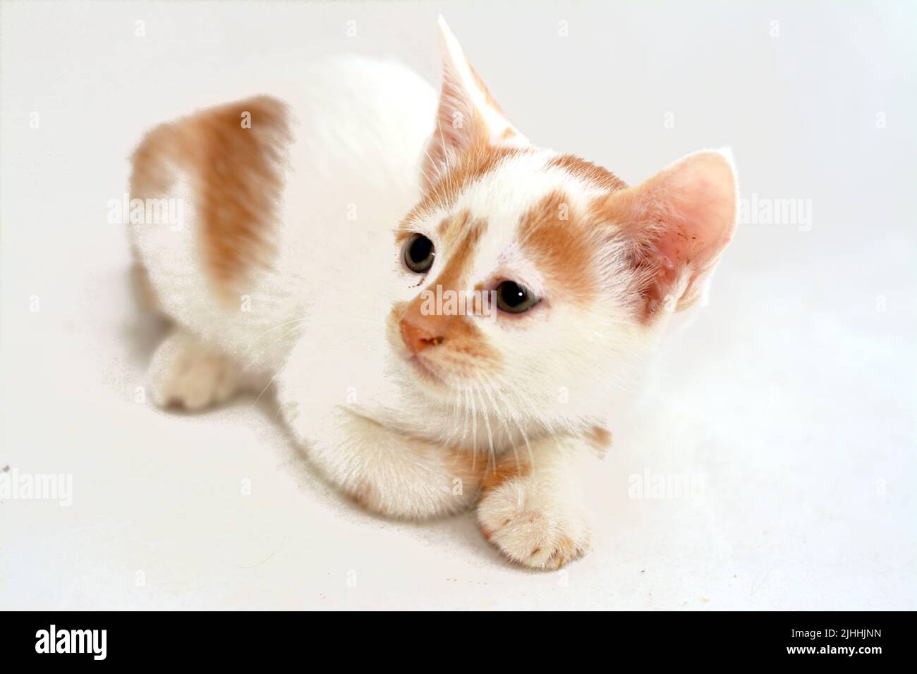 Un portrait d'un nouveau-né un petit chaton adorable isolé sur fond blanc, foyer sélectif d'un petit chat semi-possédé patchy blanc coloré avec Banque D'Images
