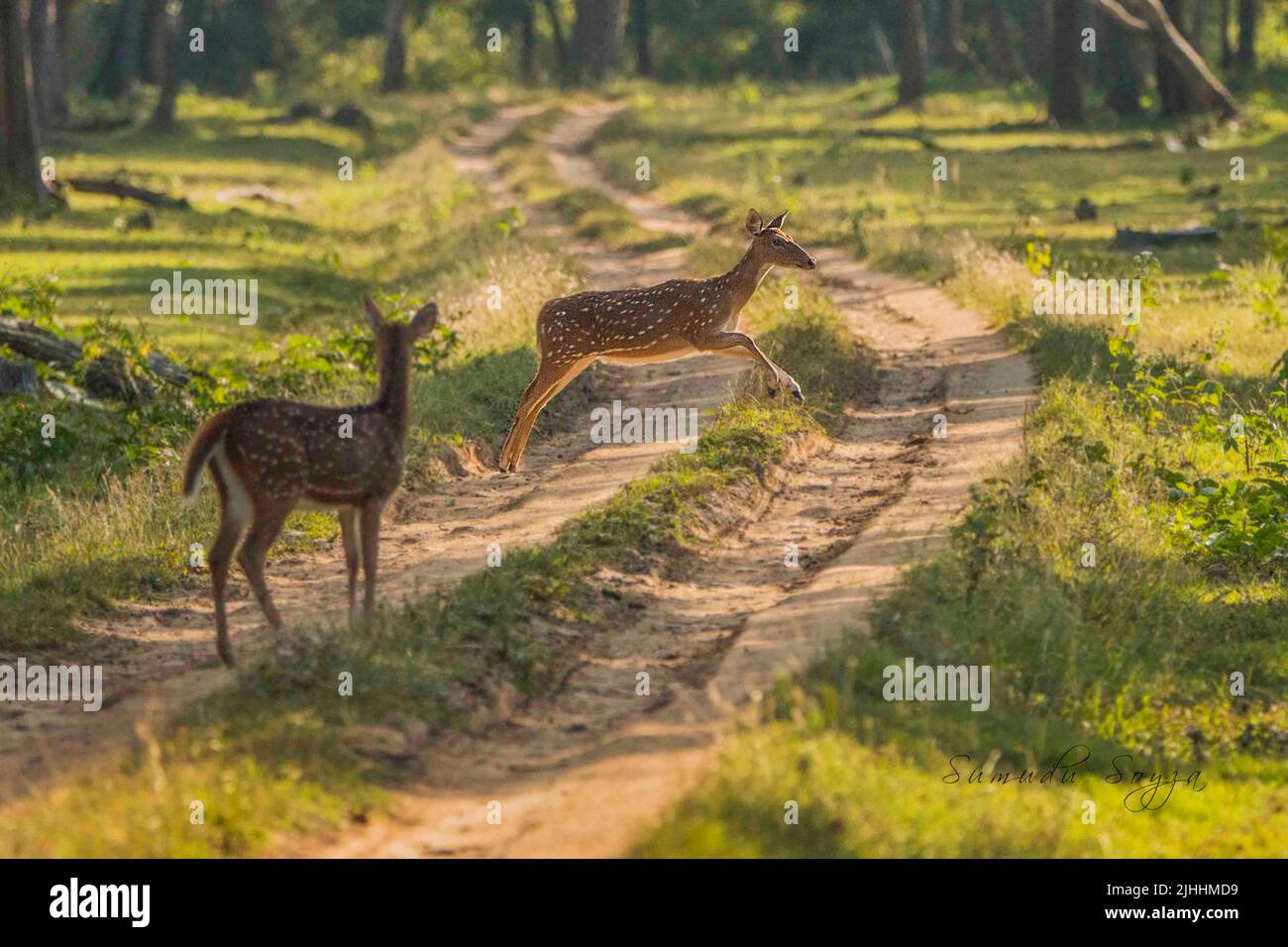 Kabini nagarhole national park Banque de photographies et d’images à