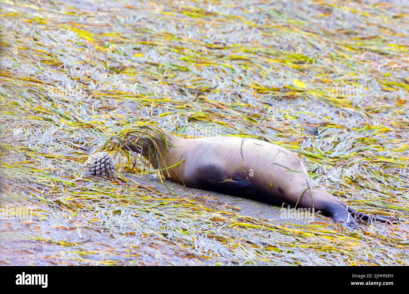 Lion de la mer Morte avec Sea Weed sur la tête Banque D'Images
