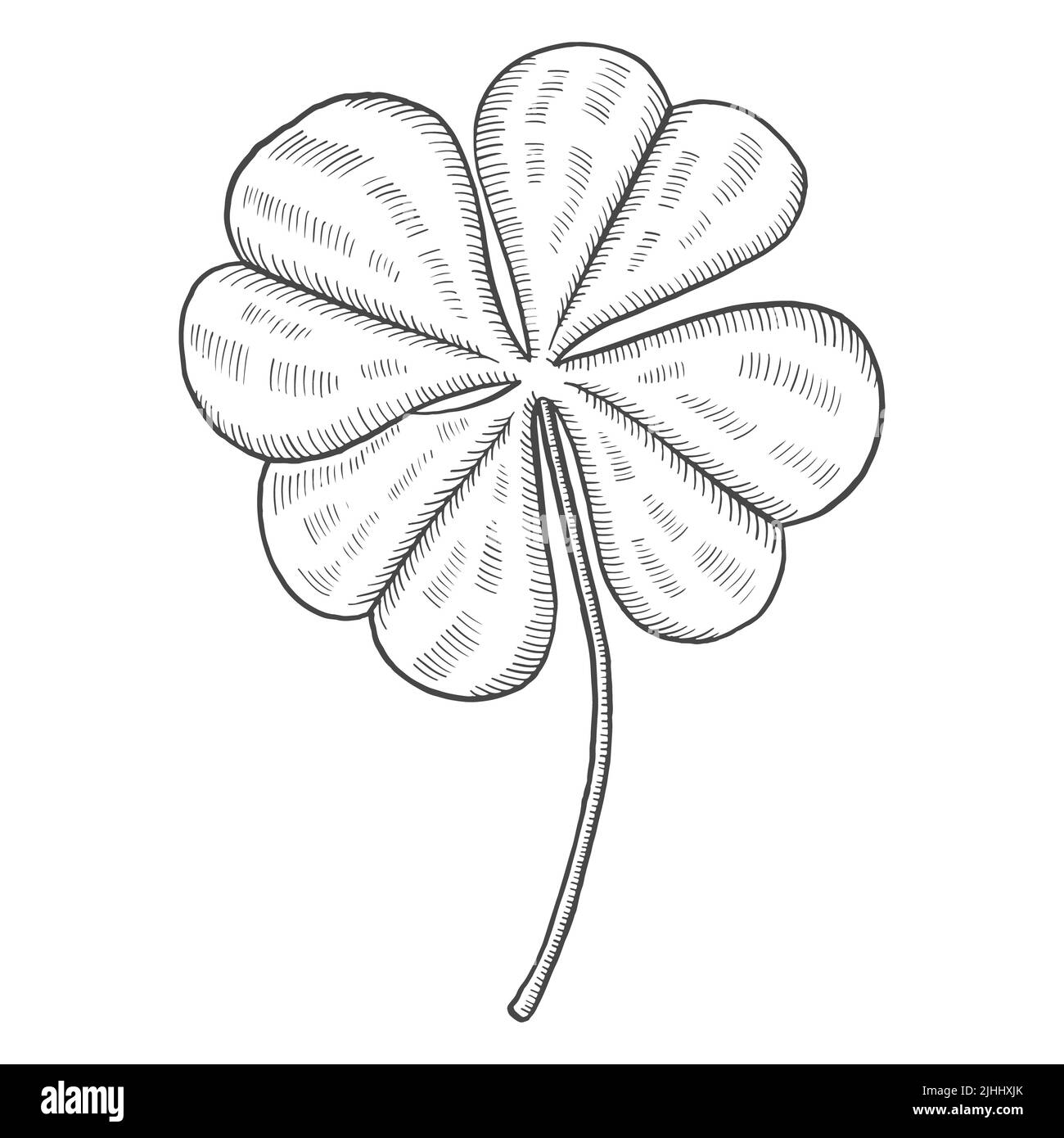trèfle à quatre feuilles plante tropicale isolée doodle croquis dessiné à la main avec illustration vectorielle de style vectoriel Banque D'Images