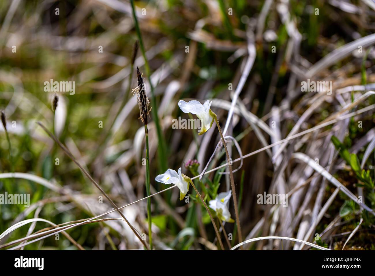 Pinguicula alpina fleur en croissance dans le pré, pousse en gros plan Banque D'Images