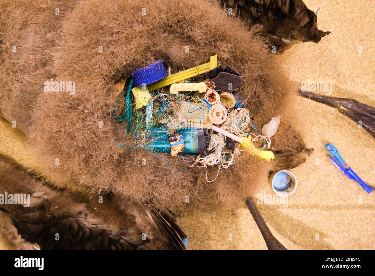 Détail des déchets de plastique, déchets dans l'estomac d'un albatros mort. Une catastrophe environnementale. Au musée d'art d'Oakland à Oakland, Californie. Banque D'Images