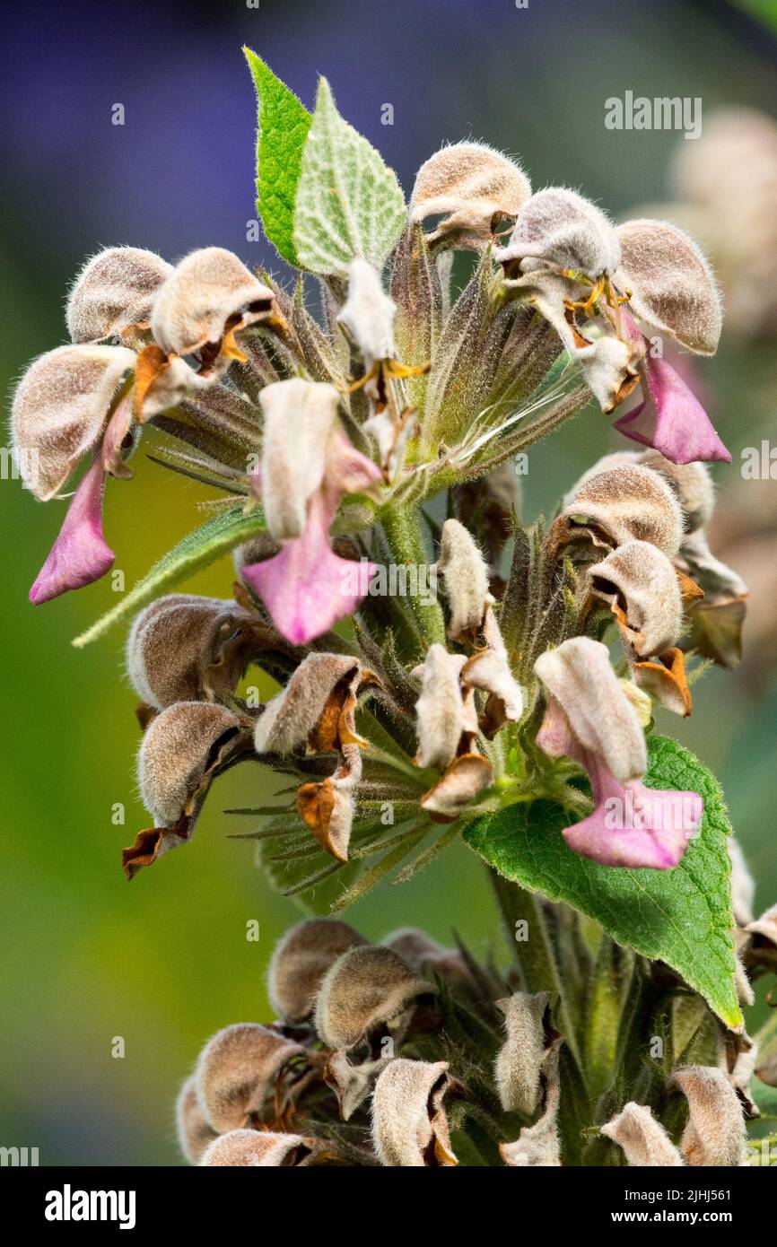 Phlomis samia, Fleur, Portrait, Sage grec de Jérusalem Banque D'Images