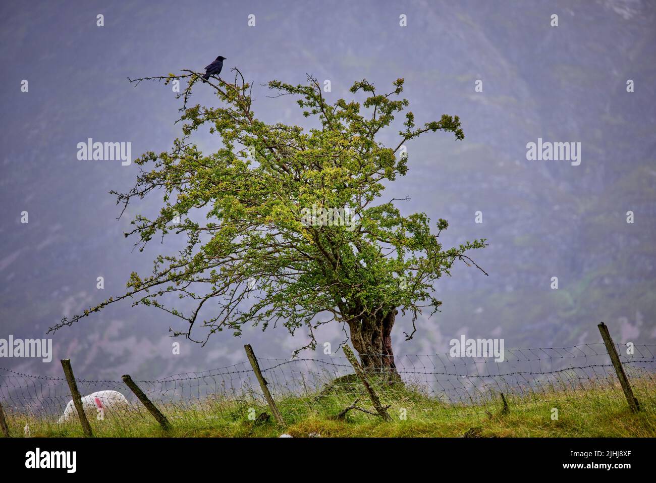 Lake District, Cumbria dans le nord-ouest de l'Angleterre, Crummock Water un corbeau dans un arbre Banque D'Images