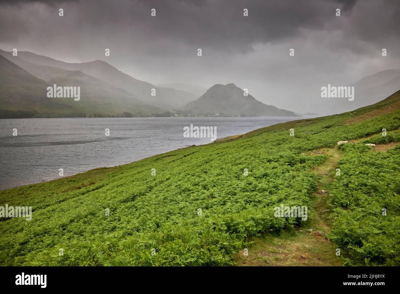 La promenade de pub dans le Lake District, Cumbria dans le nord-ouest de l'Angleterre, en prenant dans Crummock Water. Les fougères photographiées couvrent les fells de Loweswater sur les rives de Banque D'Images