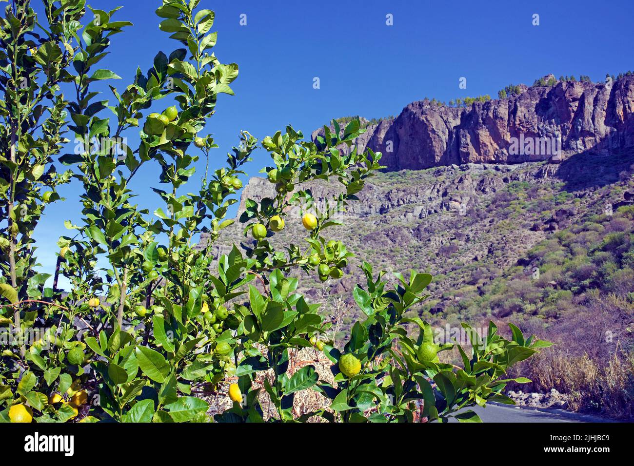 Citronniers et paysages de montagne sur la route GC-605, à l'intérieur des îles Canaries, Espagne, Europe Banque D'Images