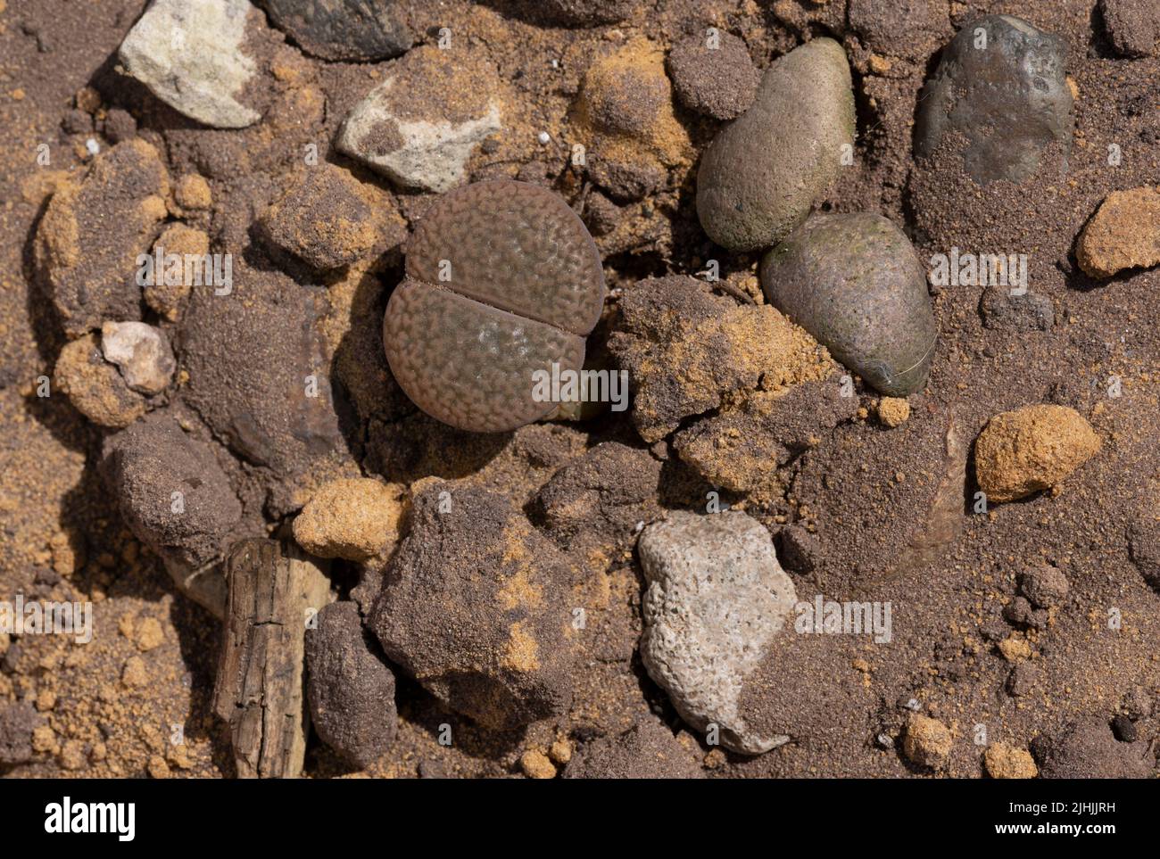 Plante vivante de pierre: Lithops fulviceps Banque D'Images