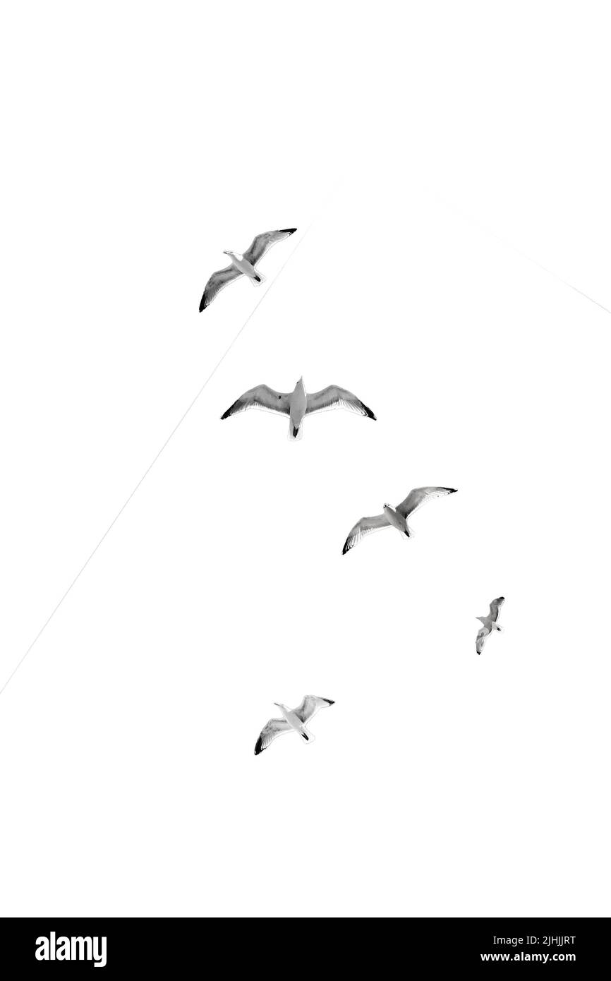 oiseaux volants isolés sur fond blanc Banque D'Images