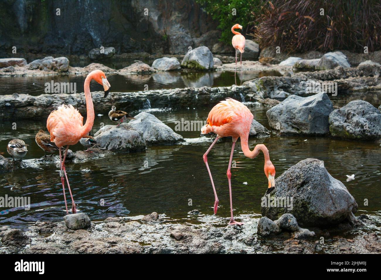 Troupeau de flamants roses et de canards se tenant dans l'eau d'un étang dans la ville de Batu, Java-est, Indonésie. Personne. Banque D'Images